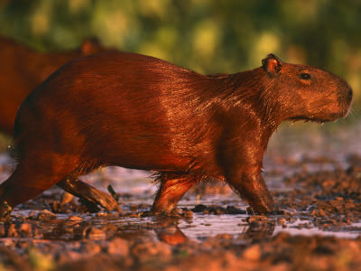 PANTANAL E BONITO