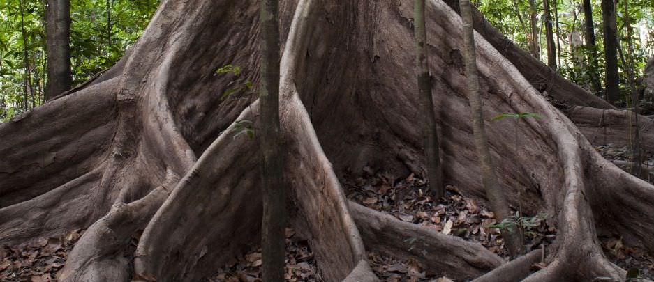 ANAVILHANAS JUNGLE LODGE - MANAUS