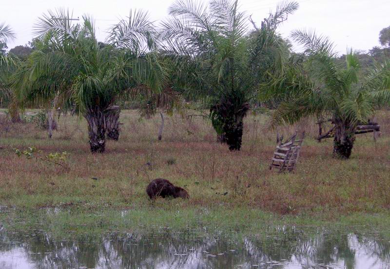 I TRE ECOSISTEMI DEL MATO GROSSO