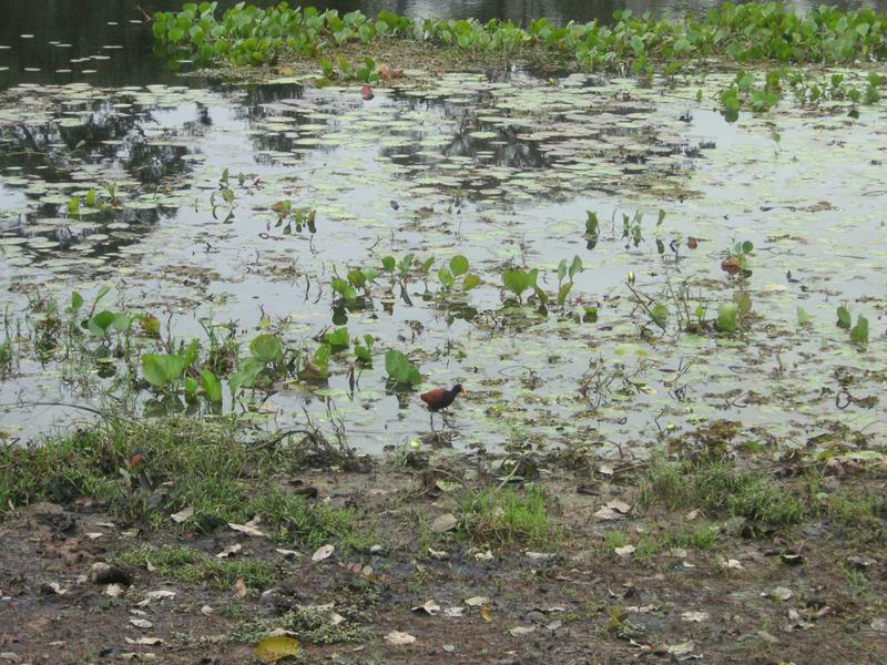 PANTANAL COMPLETO