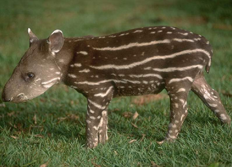 PANTANAL PROFONDO