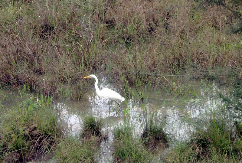 PANTANAL PROFONDO