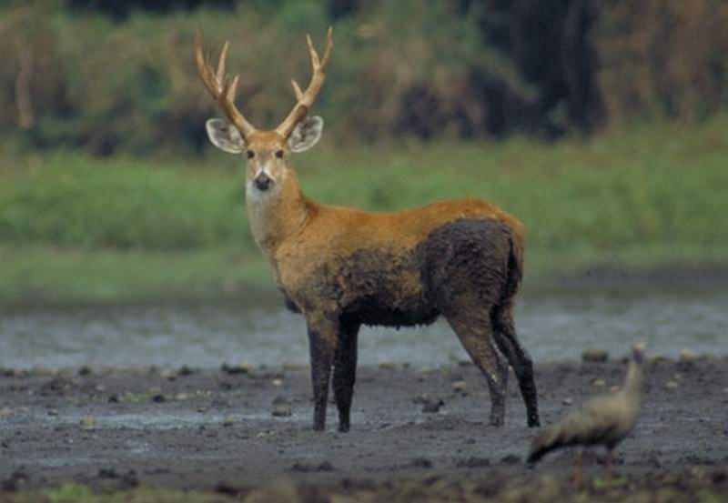 PANTANAL PROFONDO