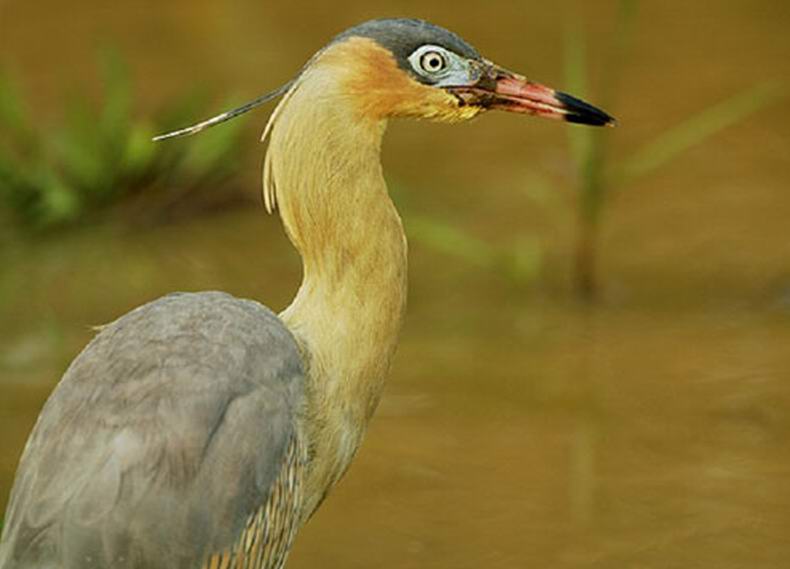 I TRE ECOSISTEMI DEL MATO GROSSO
