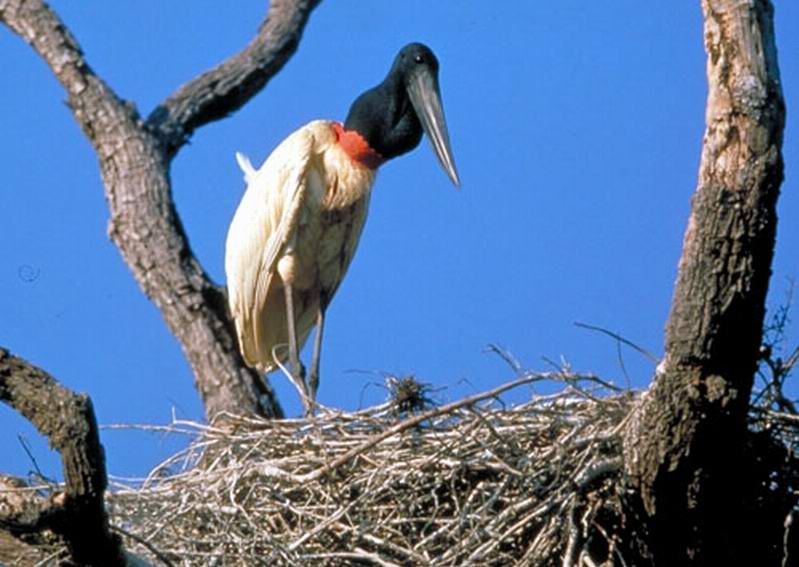 I TRE ECOSISTEMI DEL MATO GROSSO