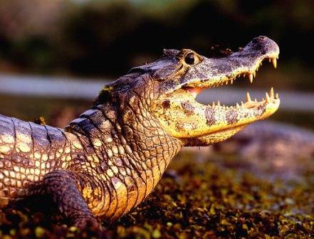 O MELHOR BRASIL 16 giorni - 15 notti