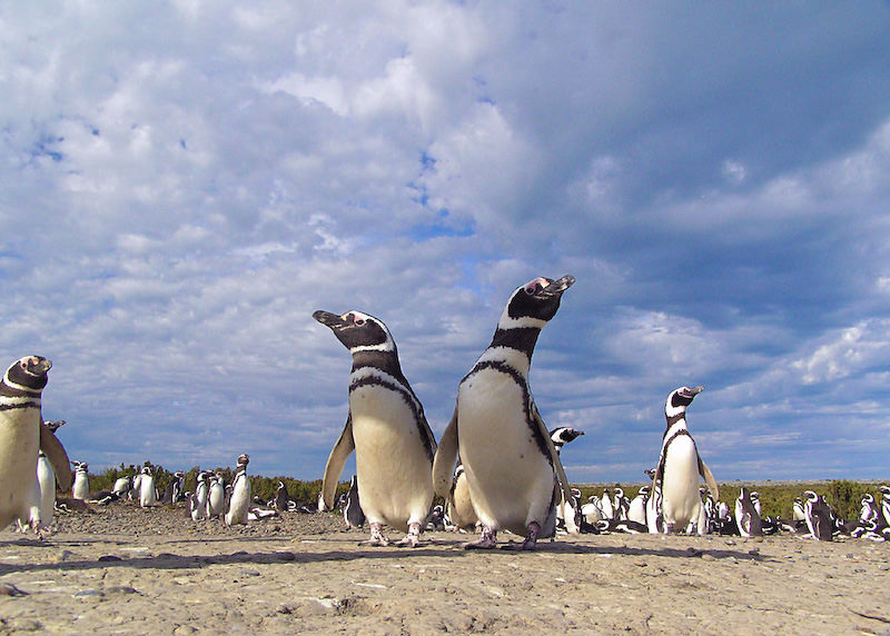 ARGENTINA - Patagonia Express