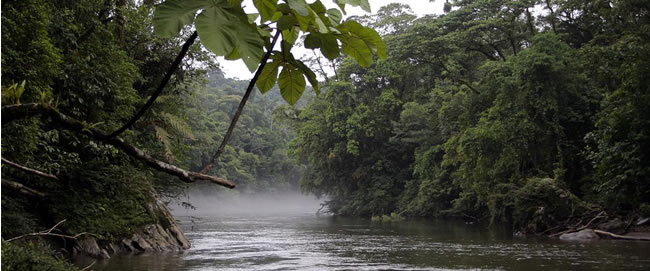 Foresta amazzonica