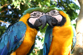 TUCANO 19 giorni - 18 notti